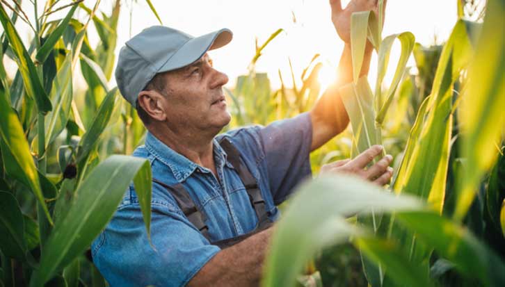 Best Fertilizer for Corn