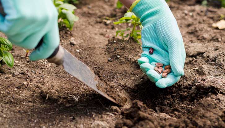 What is the Best Fertilizer for Outdoor Grow