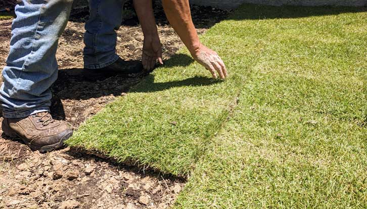 Best Fertilizer for Zoysia Grass