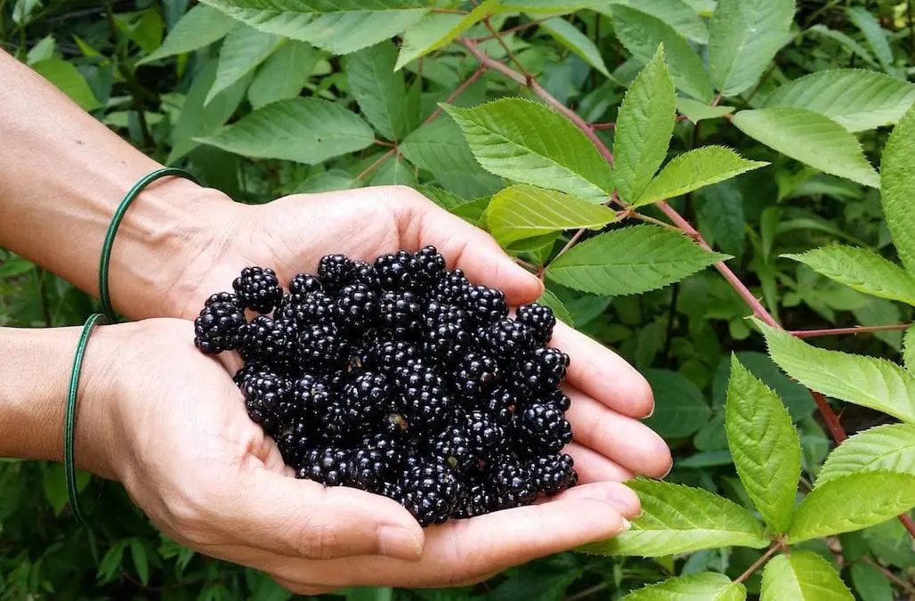 blackberry fertilizer