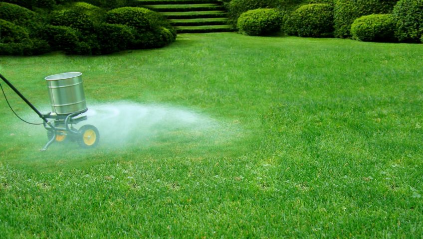 When to Fertilize Lawn